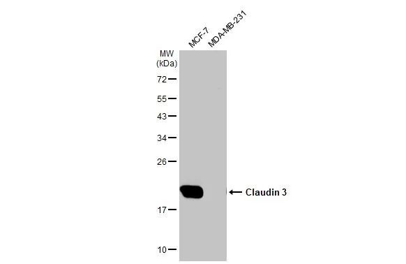 Claudin 3 Antibody in Western Blot (WB)