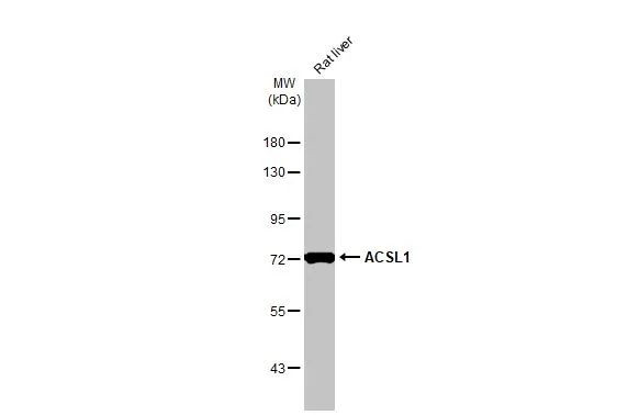 ACSL1 Antibody in Western Blot (WB)