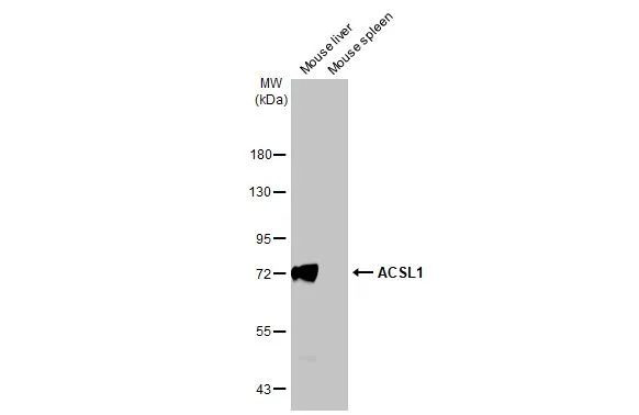 ACSL1 Antibody in Western Blot (WB)