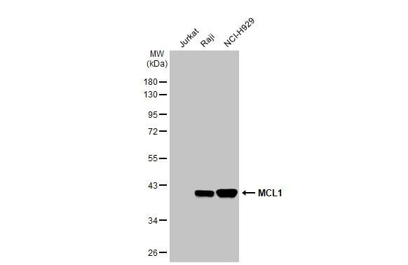 MCL-1 Antibody in Western Blot (WB)