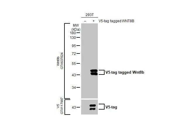 WNT8B Antibody in Western Blot (WB)