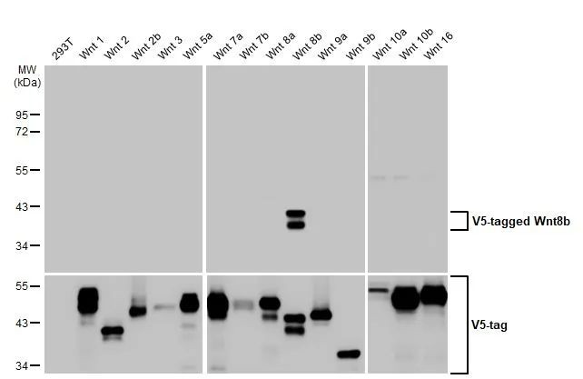 WNT8B Antibody in Western Blot (WB)