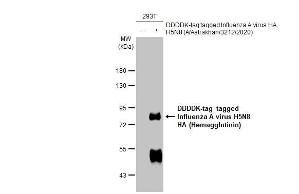 Influenza A H5N8 HA (A/Astrakhan/3212/2020) Antibody in Western Blot (WB)