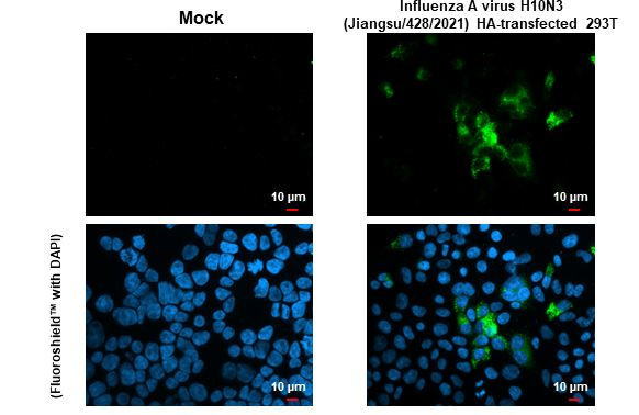 Influenza A H10N3 HA (A/Jiangsu/428/2021) Antibody in Immunocytochemistry (ICC/IF)