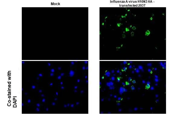 Influenza A H10N3 HA (A/Jiangsu/428/2021) Antibody in Immunocytochemistry (ICC/IF)