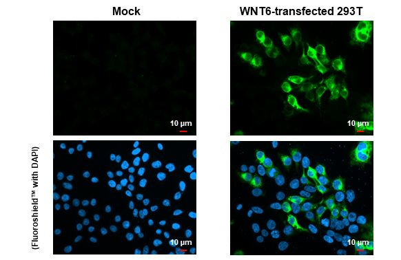 WNT6 Antibody in Immunocytochemistry (ICC/IF)