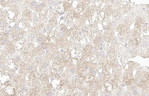 WNT6 Antibody in Immunohistochemistry (Paraffin) (IHC (P))