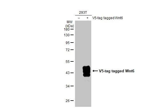 WNT6 Antibody in Western Blot (WB)