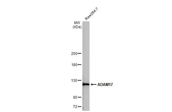 ADAM17 Antibody in Western Blot (WB)