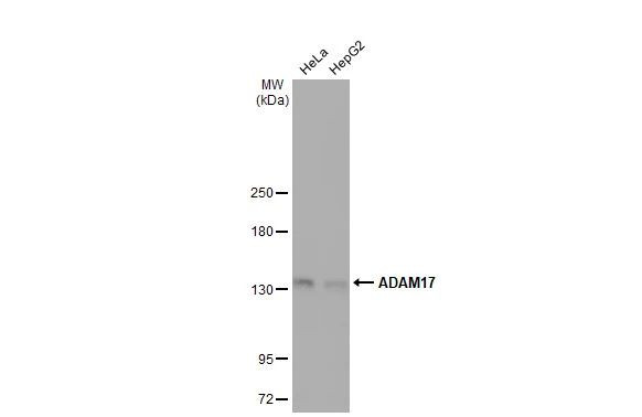 ADAM17 Antibody in Western Blot (WB)