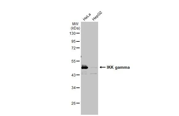 IKK gamma Antibody in Western Blot (WB)