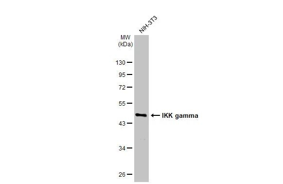 IKK gamma Antibody in Western Blot (WB)