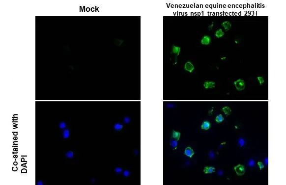 Venezuelan Equine Encephalitis Virus NSP1 Antibody in Immunocytochemistry (ICC/IF)