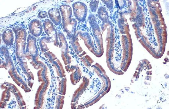 Calnexin Antibody in Immunohistochemistry (Paraffin) (IHC (P))