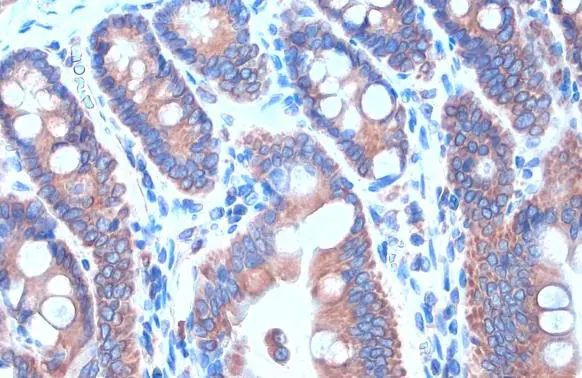 Calnexin Antibody in Immunohistochemistry (Paraffin) (IHC (P))