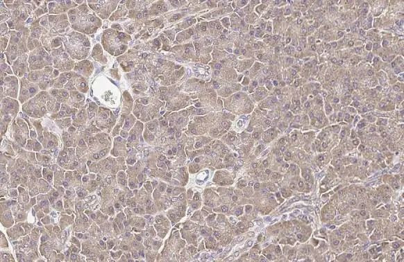 Calnexin Antibody in Immunohistochemistry (Paraffin) (IHC (P))