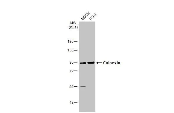 Calnexin Antibody in Western Blot (WB)