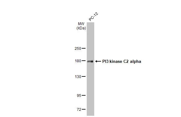 PIK3C2A Antibody in Western Blot (WB)