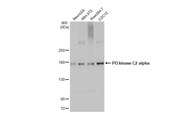 PIK3C2A Antibody in Western Blot (WB)