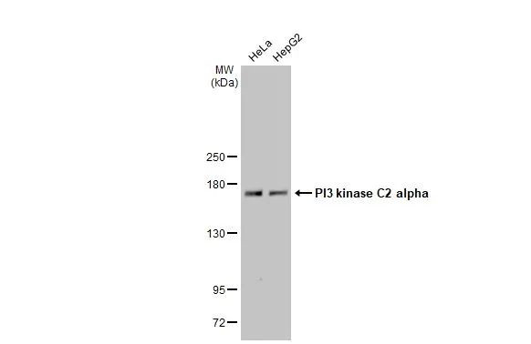 PIK3C2A Antibody in Western Blot (WB)