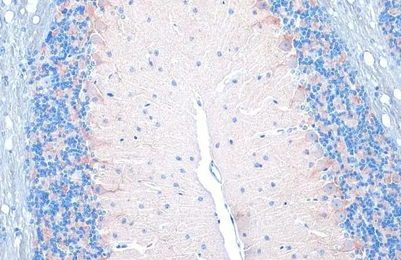 VGAT Antibody in Immunohistochemistry (Paraffin) (IHC (P))