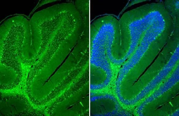 VGAT Antibody in Immunohistochemistry (Paraffin) (IHC (P))