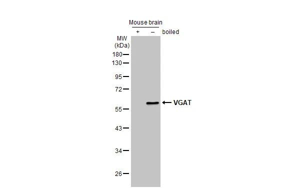 VGAT Antibody in Western Blot (WB)