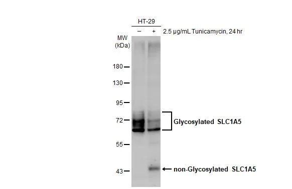 ASCT2 Antibody in Western Blot (WB)