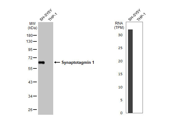 Synaptotagmin 1 Antibody in Western Blot (WB)