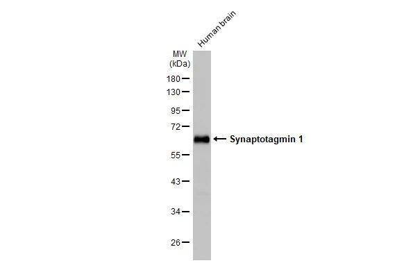 Synaptotagmin 1 Antibody in Western Blot (WB)