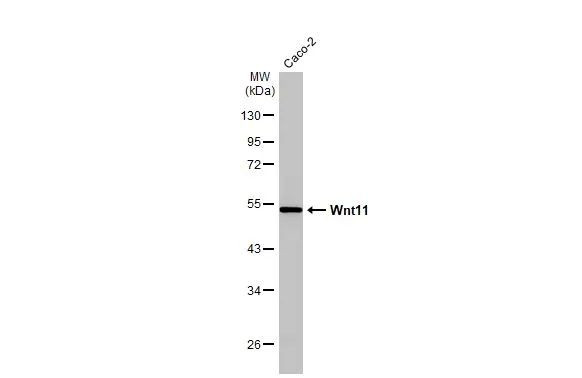 WNT11 Antibody in Western Blot (WB)