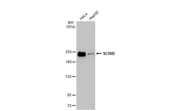 SCRIB Antibody in Western Blot (WB)