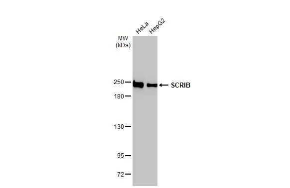 SCRIB Antibody in Western Blot (WB)