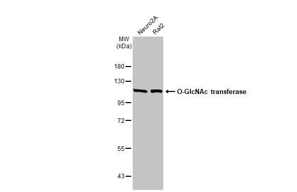 OGT Antibody in Western Blot (WB)