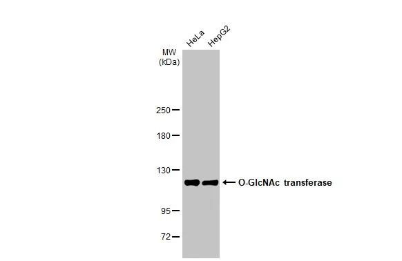 OGT Antibody in Western Blot (WB)