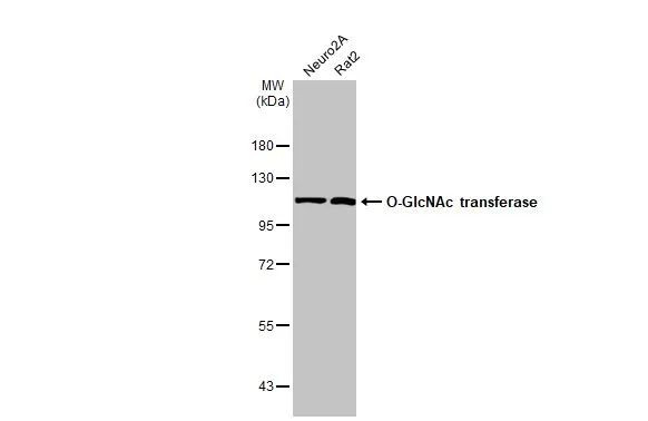 OGT Antibody in Western Blot (WB)