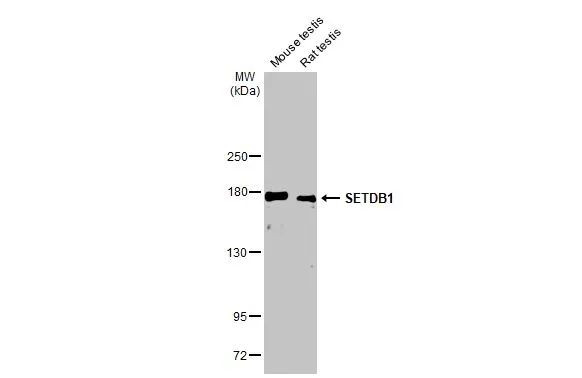 SETDB1 Antibody in Western Blot (WB)