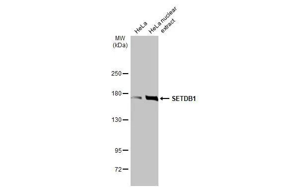 SETDB1 Antibody in Western Blot (WB)