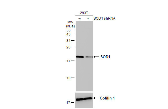 SOD1 Antibody in Western Blot (WB)