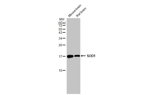 SOD1 Antibody in Western Blot (WB)