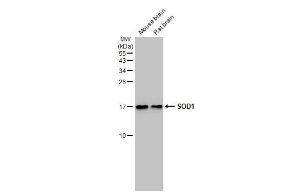 SOD1 Antibody in Western Blot (WB)