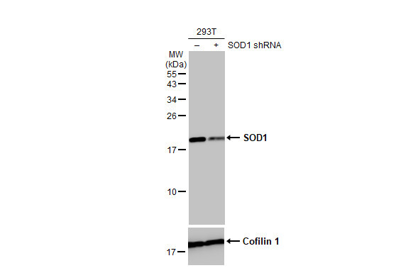 SOD1 Antibody in Western Blot (WB)