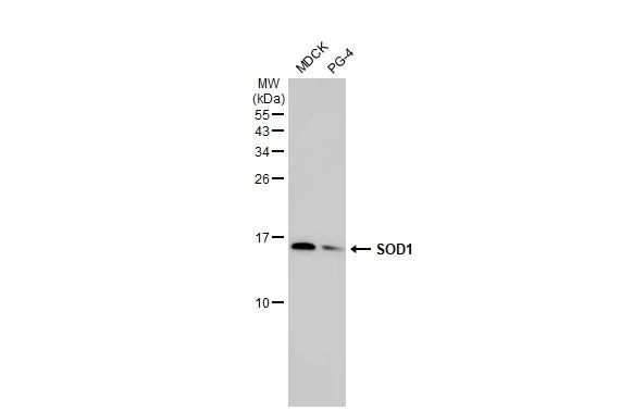 SOD1 Antibody in Western Blot (WB)