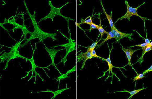 Synaptotagmin 1 Antibody in Immunocytochemistry (ICC/IF)