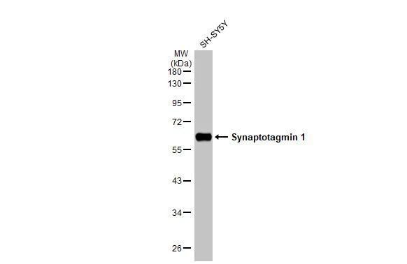 Synaptotagmin 1 Antibody in Western Blot (WB)