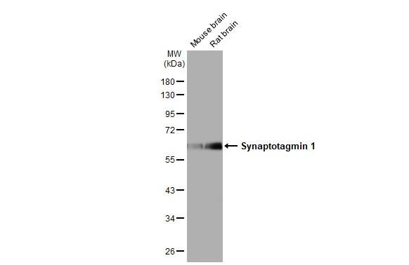 Synaptotagmin 1 Antibody in Western Blot (WB)