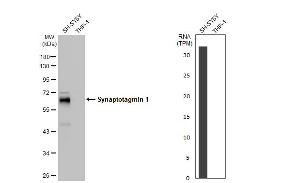 Synaptotagmin 1 Antibody in Western Blot (WB)