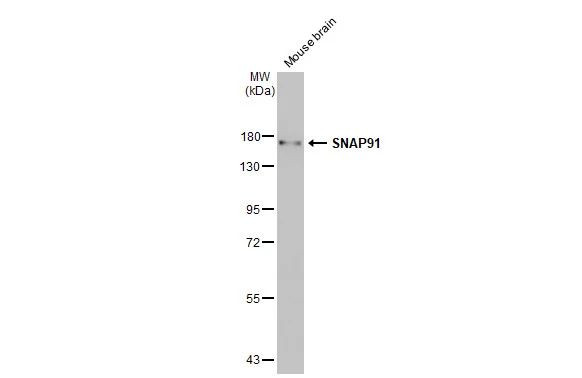 SNAP91 Antibody in Western Blot (WB)