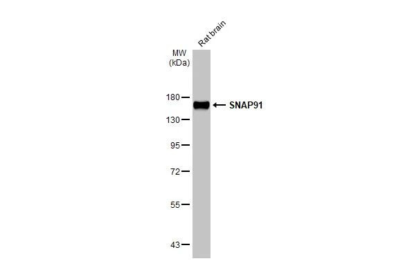 SNAP91 Antibody in Western Blot (WB)