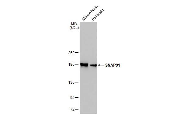 SNAP91 Antibody in Western Blot (WB)